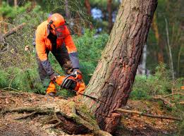 Best Tree Disease Treatment  in Pinebluff, NC